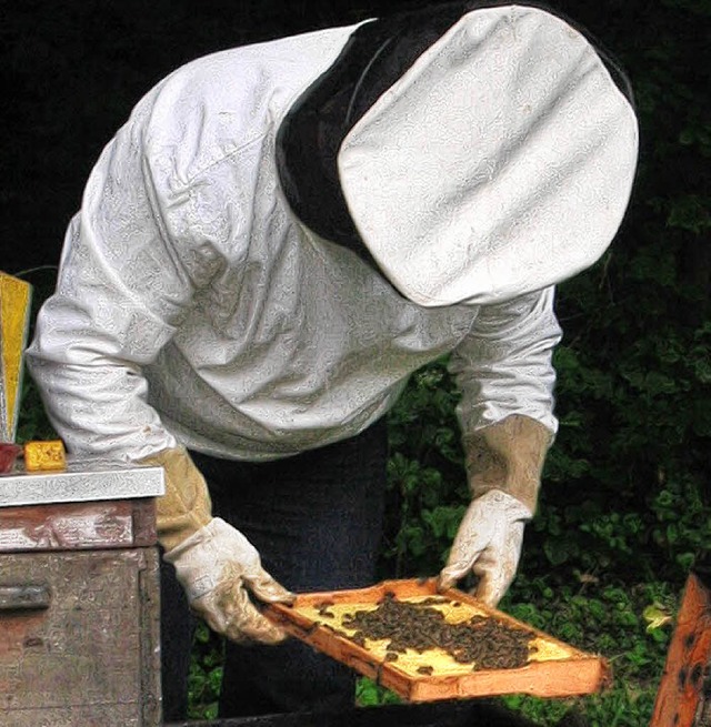 Der Imker Hartmut Wagner holt eine Wab...on den Bienen angenommen worden ist.    | Foto: Charlotte Bhler-Mueller