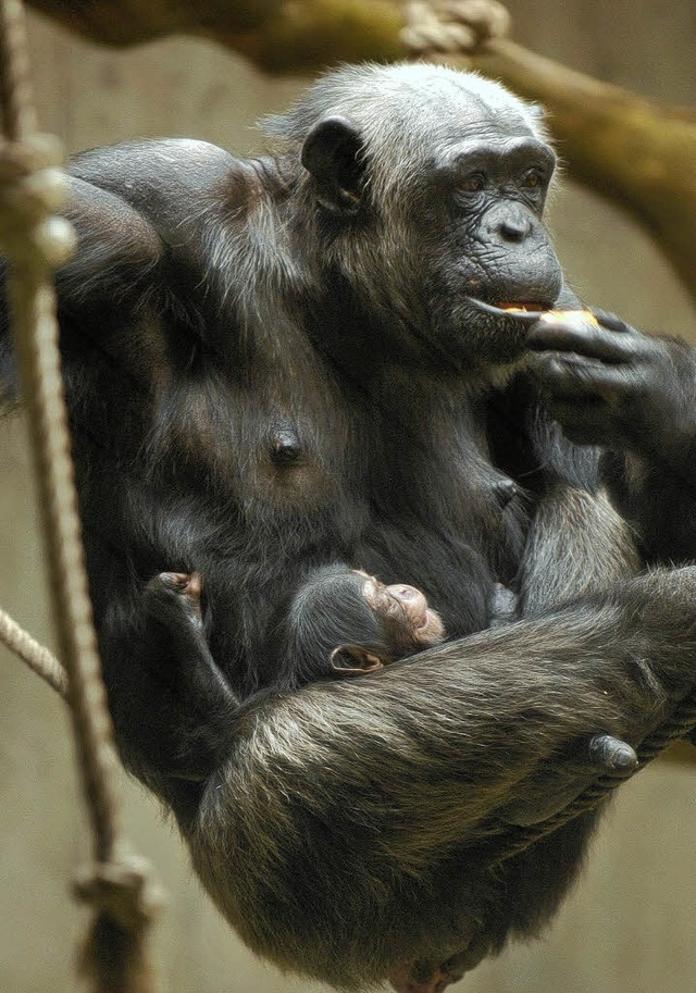 Fahamu klammert sich noch fest an seine Mutter.   | Foto: Zoo Basel
