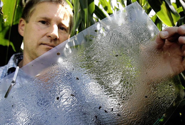 Der Pflanzenschutzbeauftragte des Land...berg Maiswurzelbohrer gefangen wurden.  | Foto: DPA