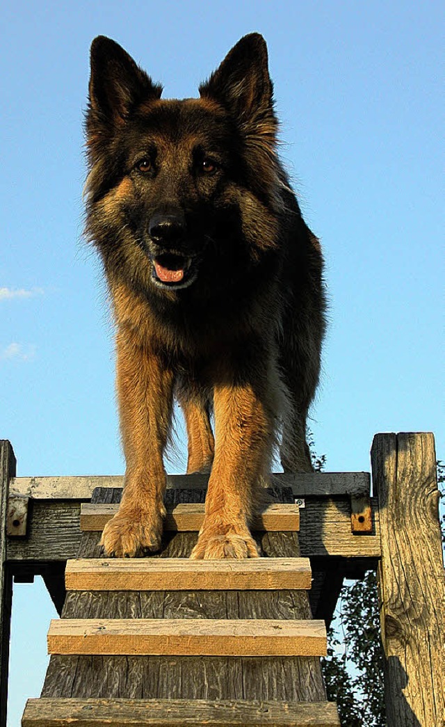 Die Hunde stehen beim Jubilumswochene...vereins in Blansingen im Mittelpunkt.   | Foto: BZ