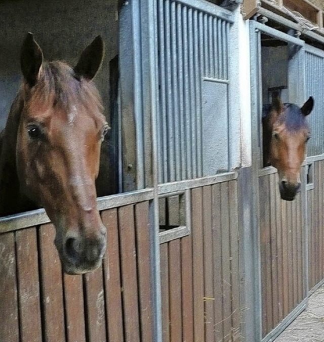 Hallo &#8211; wer reitet mit uns ber den Dinkelberg?   | Foto: Patricia Hartmann