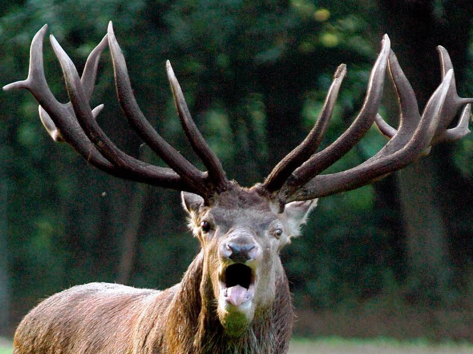 Hirsch kommt dem Wald ins Gehege Südwest Badische Zeitung