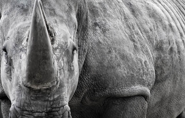 Zum Greifen nah: 1,5 Tonnen Nashorn  | Foto: photocase.de/Henrik Thomas