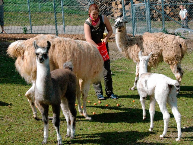 Zum ersten Mal hat der Schwarzwaldzoo ...ila, Tala und Etenia durch das Gehege.  | Foto: Hubert bleyer