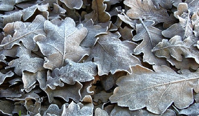 Eiskristalle auf  dem Laub waren ein u...chen: Es gab den ersten Bodenfrost.     | Foto: PSTO