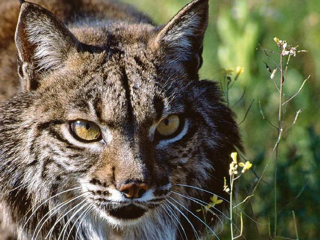 Auch der Iberische Luchs ist stark bedroht&#8230;  | Foto: dpa