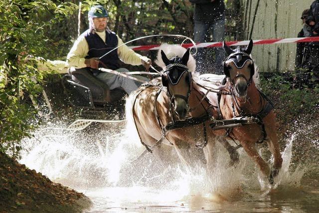 Pferd und Fahrer im Wasser