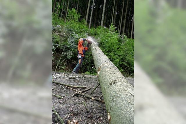 Der Klimawandel setzt dem Wald zu