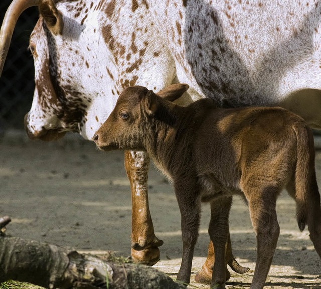 Faiz war bei der Geburt vor knapp vier...inzig, entwickelt sich aber prchtig.   | Foto: zoo basel