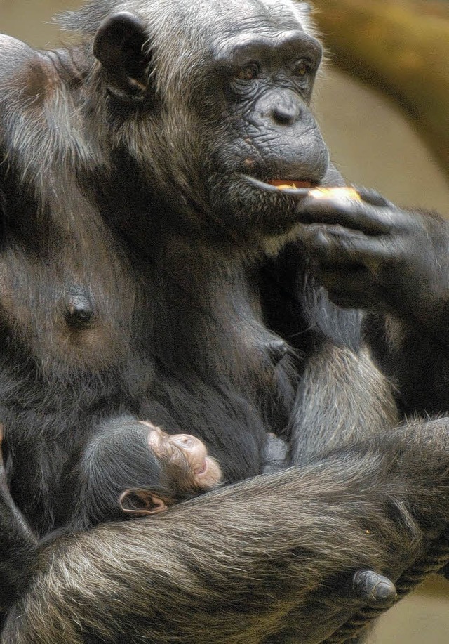 So s: Der kleine Affe kuschelt sich an die Mama    | Foto: ad
