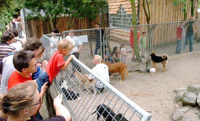 Das Freigehege der Hunde lockt stets die meisten Besucher an.  | Foto: Wolfgang Knstle