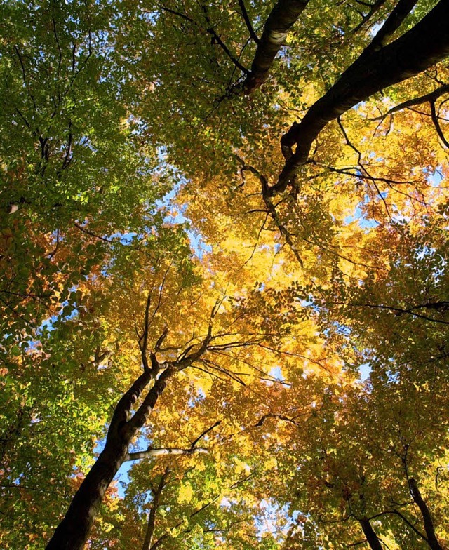 Dem Wald sei Dank: Zell kann durch den Verkauf Schulden tilgen.   | Foto: dpa