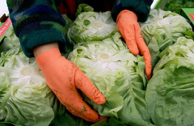 Jeder zehnte getestete Kopfsalat ist belastet.  | Foto: dpa