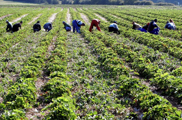 Nicht jeder Arbeitslose taugt als Erntehelfer.   | Foto: dpa