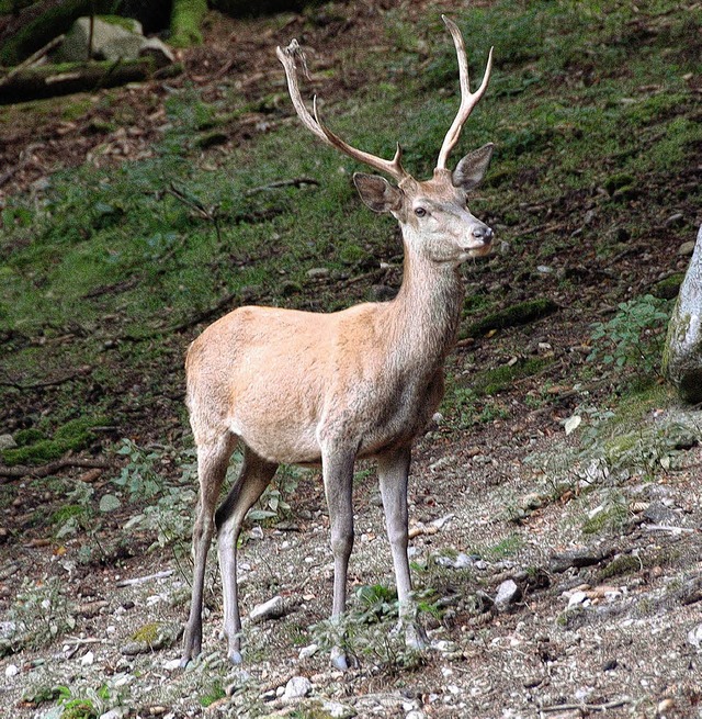 Der Rothirsch ist die grte heimische Sugetierart.      | Foto: horst a. bss