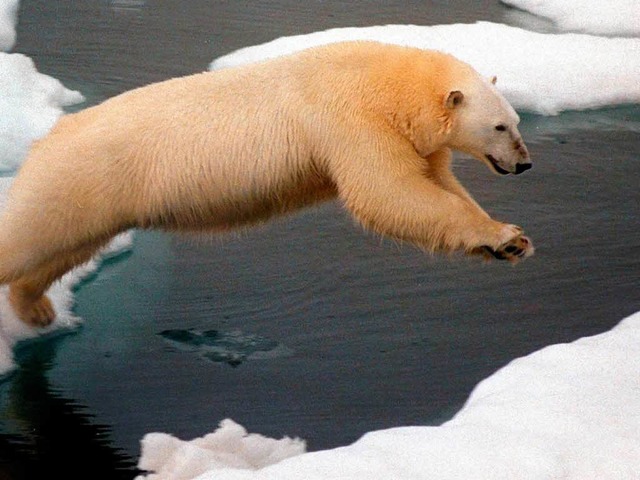 Fr Eisbren wird es immer schwieriger, Robben zu jagen.   | Foto: dpa