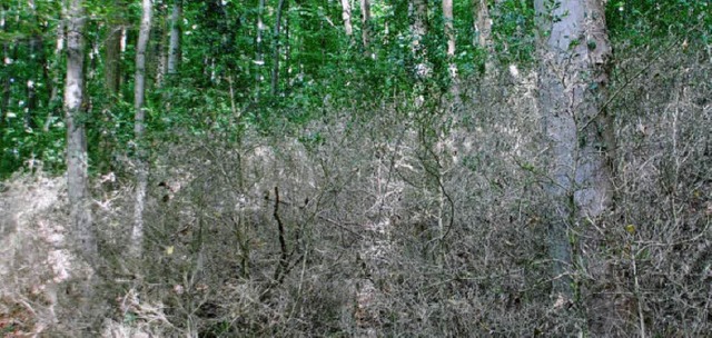 Der Buchs im Grenzach-Wyhlener Wald is..., doch der Schdling ist  nicht weg.    | Foto: Ralf Staub