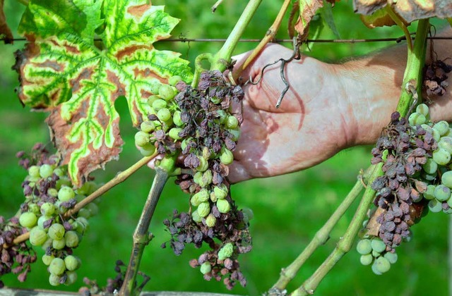 So sehen von Esca befallenes Weinlaub und die Trauben aus.  | Foto: Rolf Haid