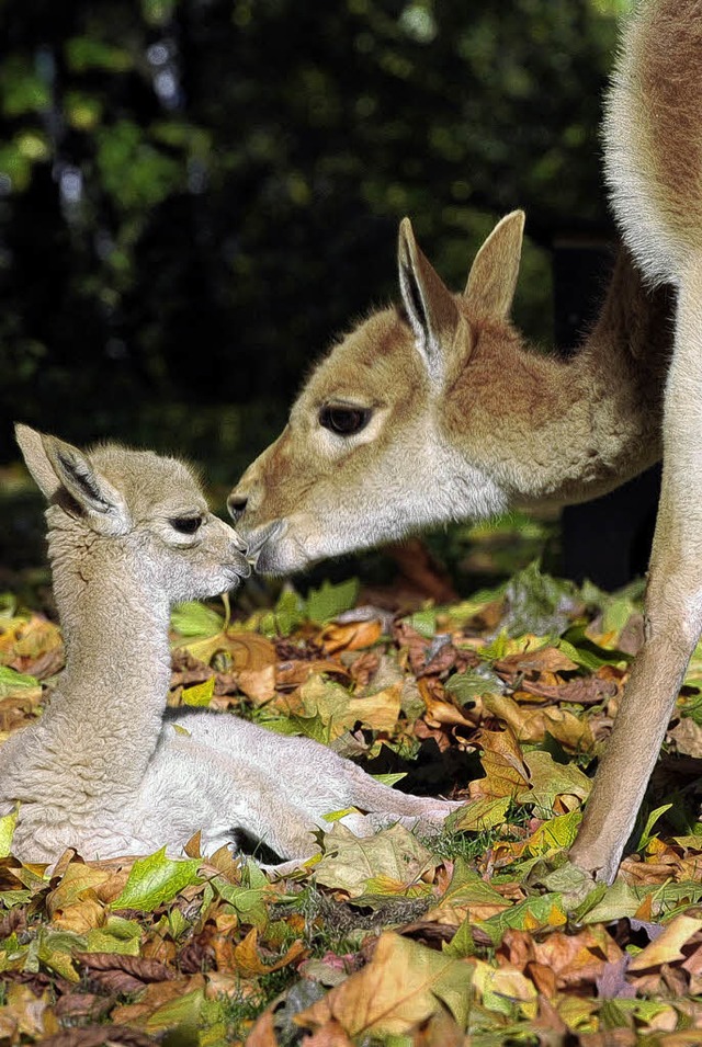   | Foto: AFP