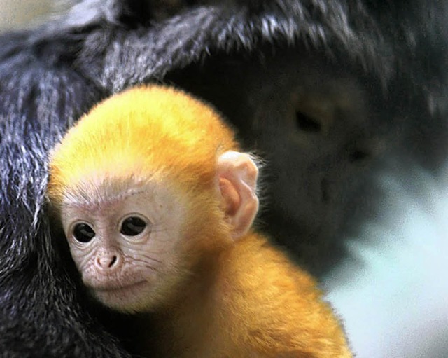 Der kleine Haubenlangur in der Stuttgarter  Wilhelma   | Foto: dpa