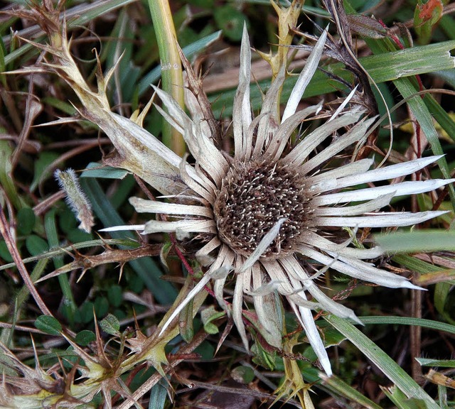 Stachelige Schnheit: die Silberdistel   | Foto: Binner-Schwarz