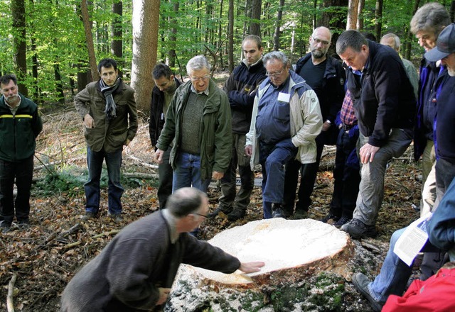 Astreiner Schnitt mit der Motorsge. N...igen Arbeit der Forstwirte berzeugen.  | Foto: Werner Schnabl