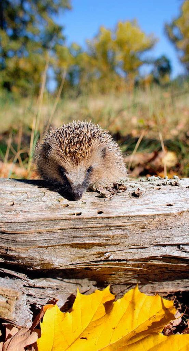 Im Herbst ist fr Igel die Futtersuche am wichtigsten.  | Foto: dpa