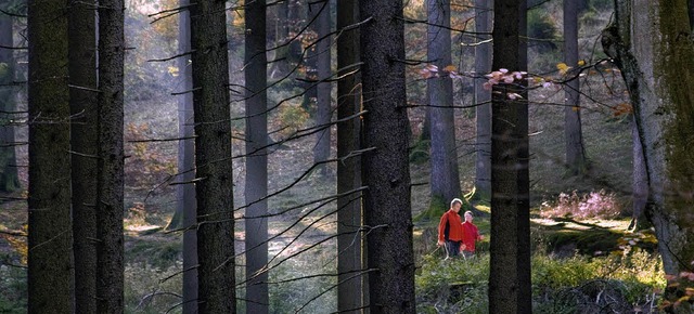 Der Forst splte Geld in den Schnauer..., darber freut sich der Gemeinderat.   | Foto: dpa