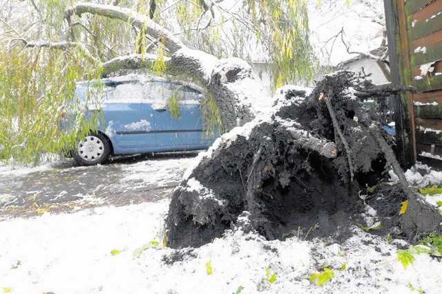 Pech fr den Wirt der Hfinger &#8222;...  Baum fiel mitten auf dessen  Auto.    | Foto: Sigwart