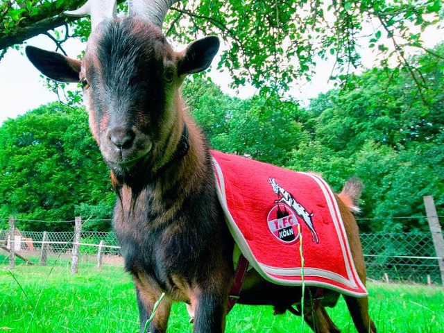 Das ist Geibock Hennes, das Maskottch... Artgenossen in Neuenburg nie gemacht.  | Foto: dpa