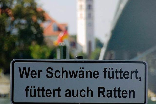 Rattenplage am Rheinsteg
