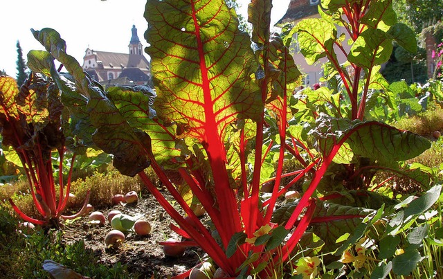 Mild war der Oktober  und sonnig &#821...g brachte, wie hier im Prinzengarten.   | Foto: katharina Meyer