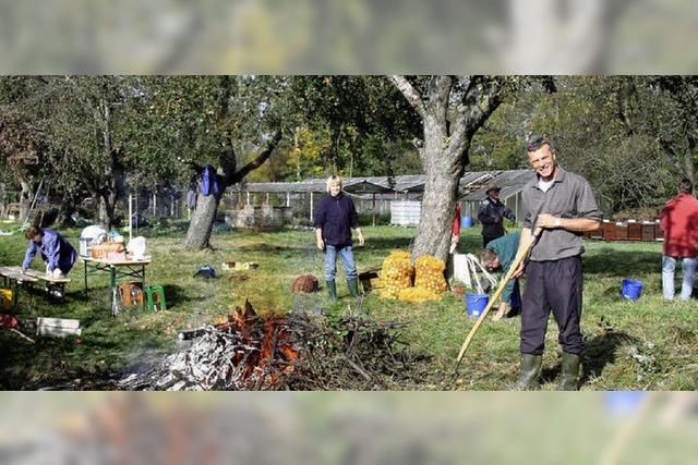 Die Apfelernte ist der Hhepunkt