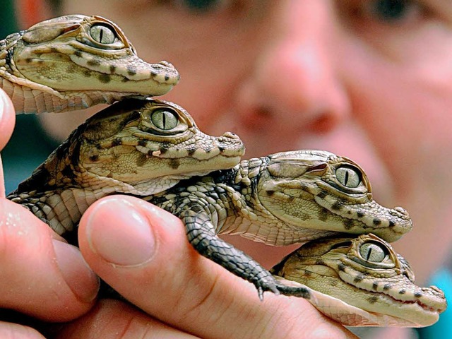 Erst wenige Tage alt sind diese Krokdilbabys.  | Foto: ZB