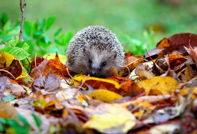 Meistens kommt er im Herbst alleine klar: unser Freund, der Igel.  | Foto: dpa