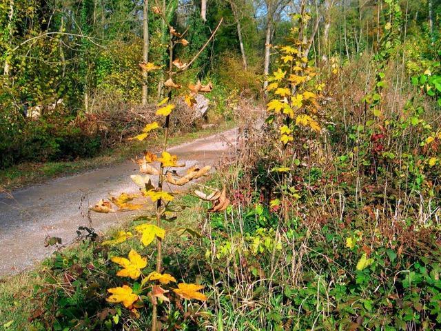 Es macht wieder Spa, an der Riesi ent...ldkirschen  leuchten in Herbstfarben.   | Foto: jutta Schtz