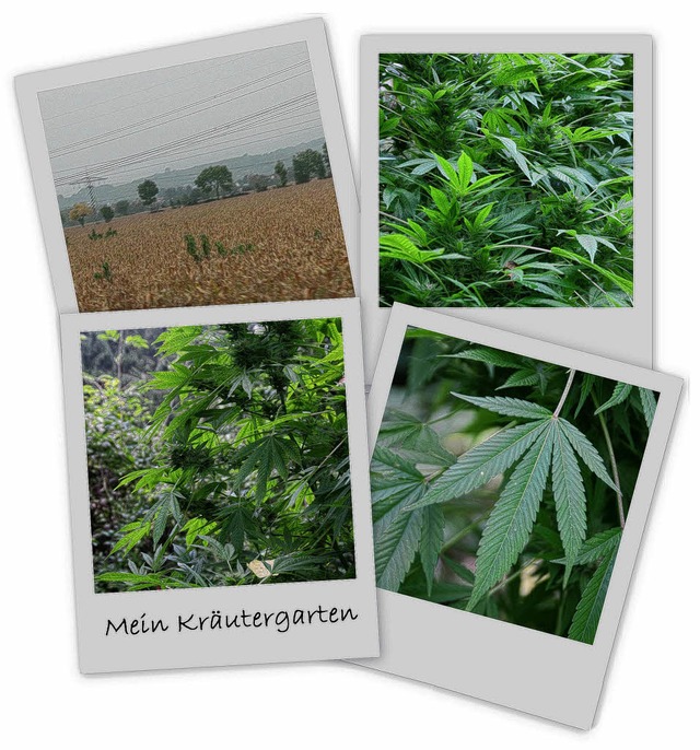 Cannabis in  Martins Plantage  und in ... Maisfeld am Rand der A5  (oben links)  | Foto: Buchheim
