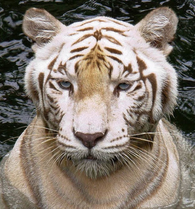 Wehe, wenn der Tiger ausbricht...  | Foto: photocase.de/Patrick Siegenthaler
