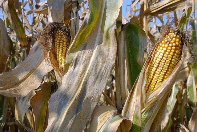 Maisbauern rgern sich ber niedrige Preise