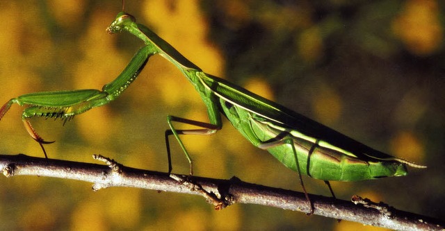 Am  Kaiserstuhl sind Gottesanbeterinnen und andere seltene Insekten heimisch.   | Foto: manfred Manischefski