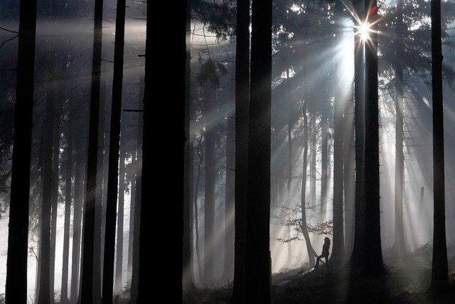 Mit dem Wald schreibt die Stadt Bad Krozingen wieder schwarze Zahlen.  | Foto: dpa