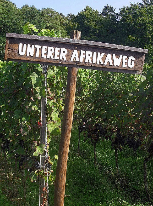 Ungewhnlicher Name fr ein Rebstck am Drrenberg: Afrika.   | Foto: Hilger