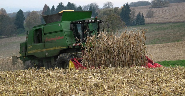 Die Maisdrescher bringen dieser Tage i...amten  Markgrflerland die Ernte ein.   | Foto: Schtz