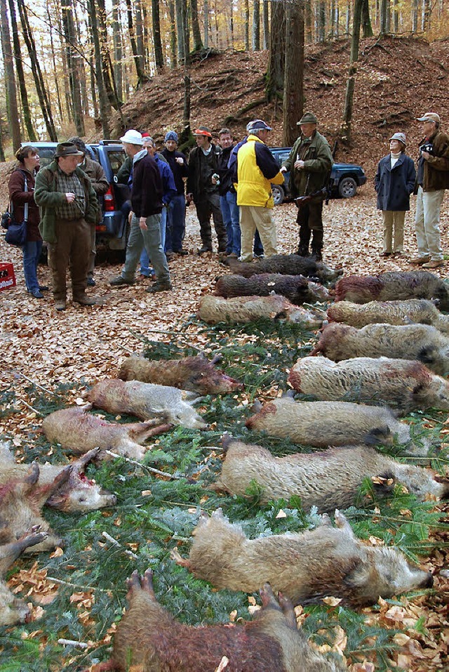 Mit 72 Wildschweinen war die Blauenjagd so erfolgreich wie lange nicht mehr.   | Foto: UMIGER