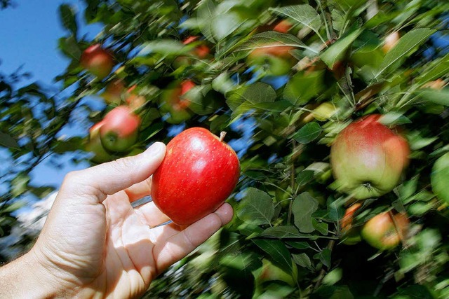 Ist der  Baumdieb ein fanatischer Apfelfreund?  | Foto: dpa