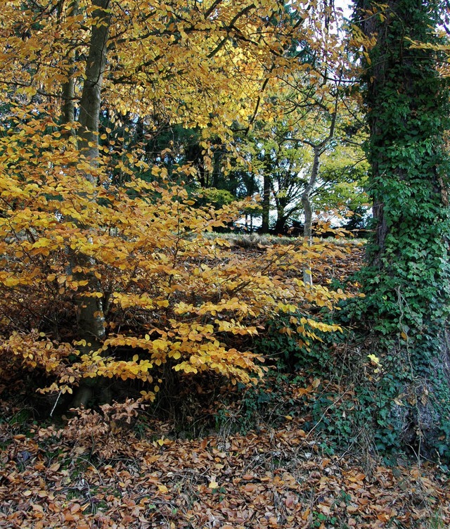 Idylle bietet der Wald  mit bunten Farben im Herbst.   | Foto: Sigrid Umiger