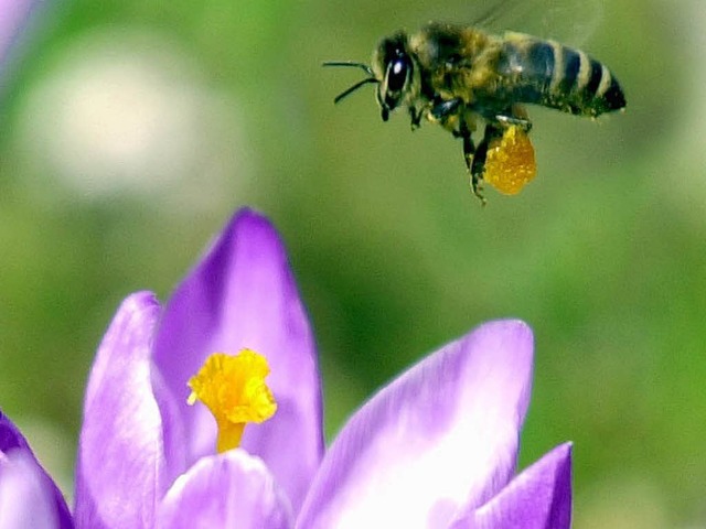 Vor allem langfristig knnte sich das Bienensterben negativ auswirken.  | Foto: ddp