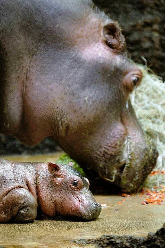 Mama Helvetia bekommt Gemse, Farasi Milch.  | Foto: dpa