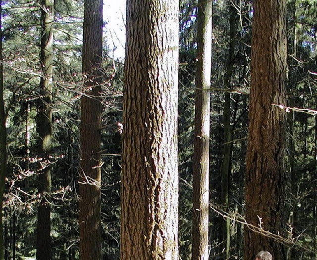 Die Douglasie soll die letzten Lcken ...h den schweren Strmen noch klaffen.    | Foto: BZ