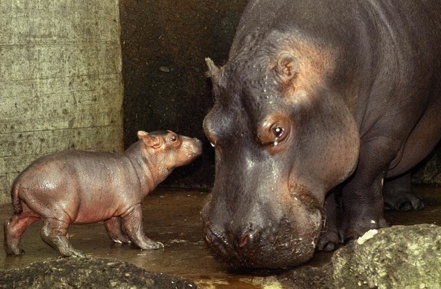 Flusspferd-Baby Farasi ist quietschfid...ne Mutter Helvetia nimmt es gelassen.   | Foto: Zoo Basel